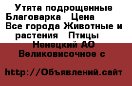 Утята подрощенные Благоварка › Цена ­ 100 - Все города Животные и растения » Птицы   . Ненецкий АО,Великовисочное с.